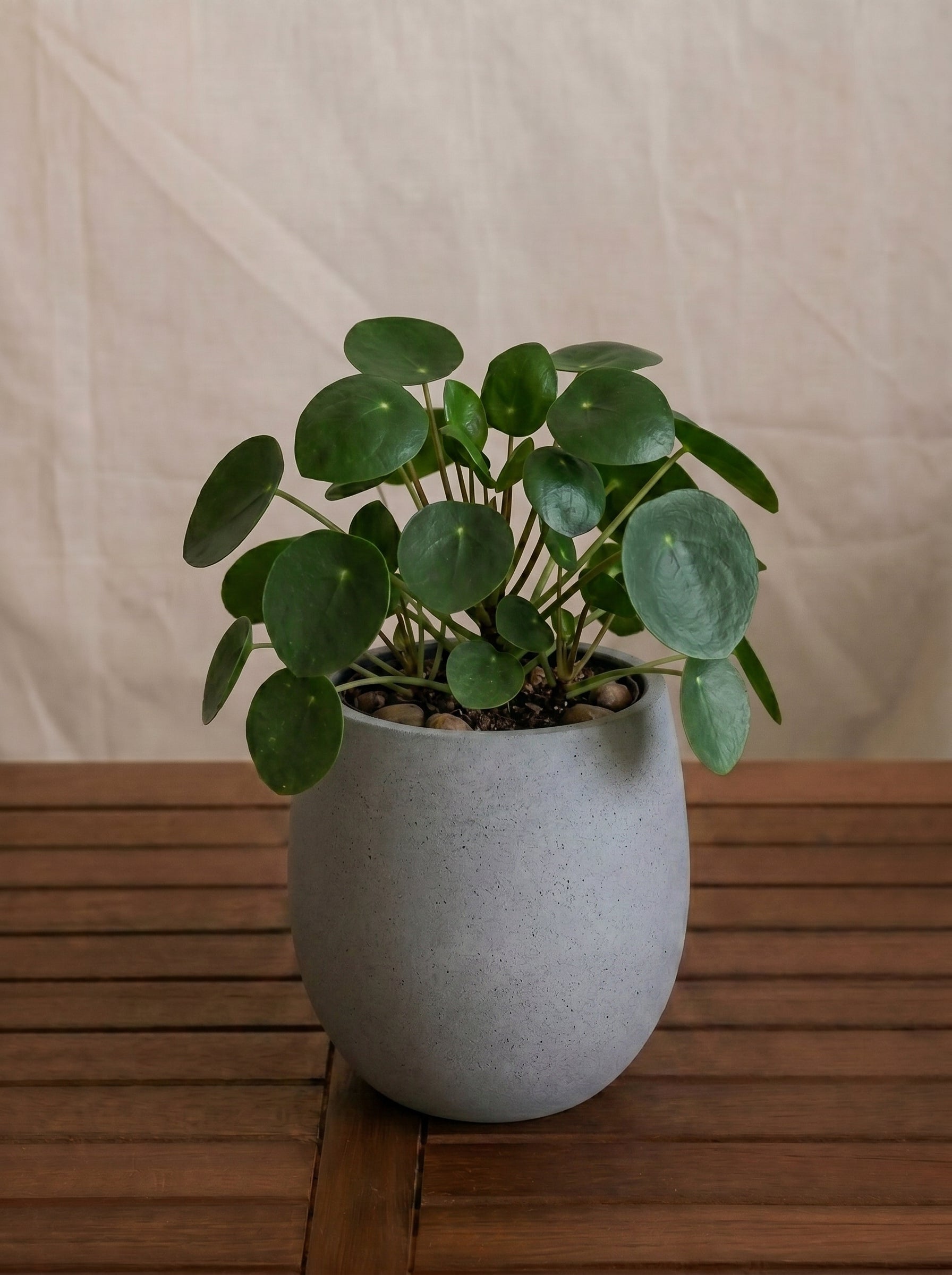 Argento Mini Balloon - Acacia Garden Center