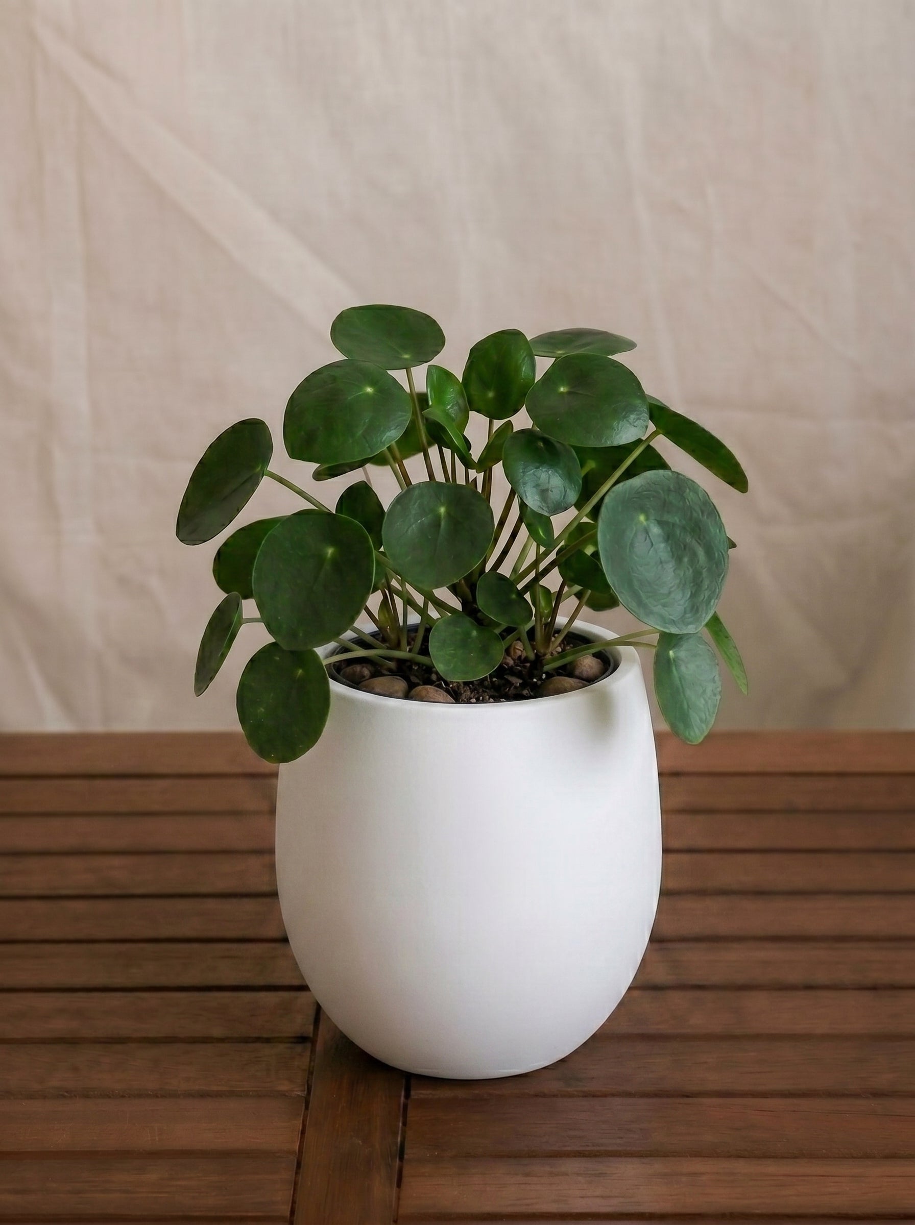 Argento Mini Balloon - Acacia Garden Center