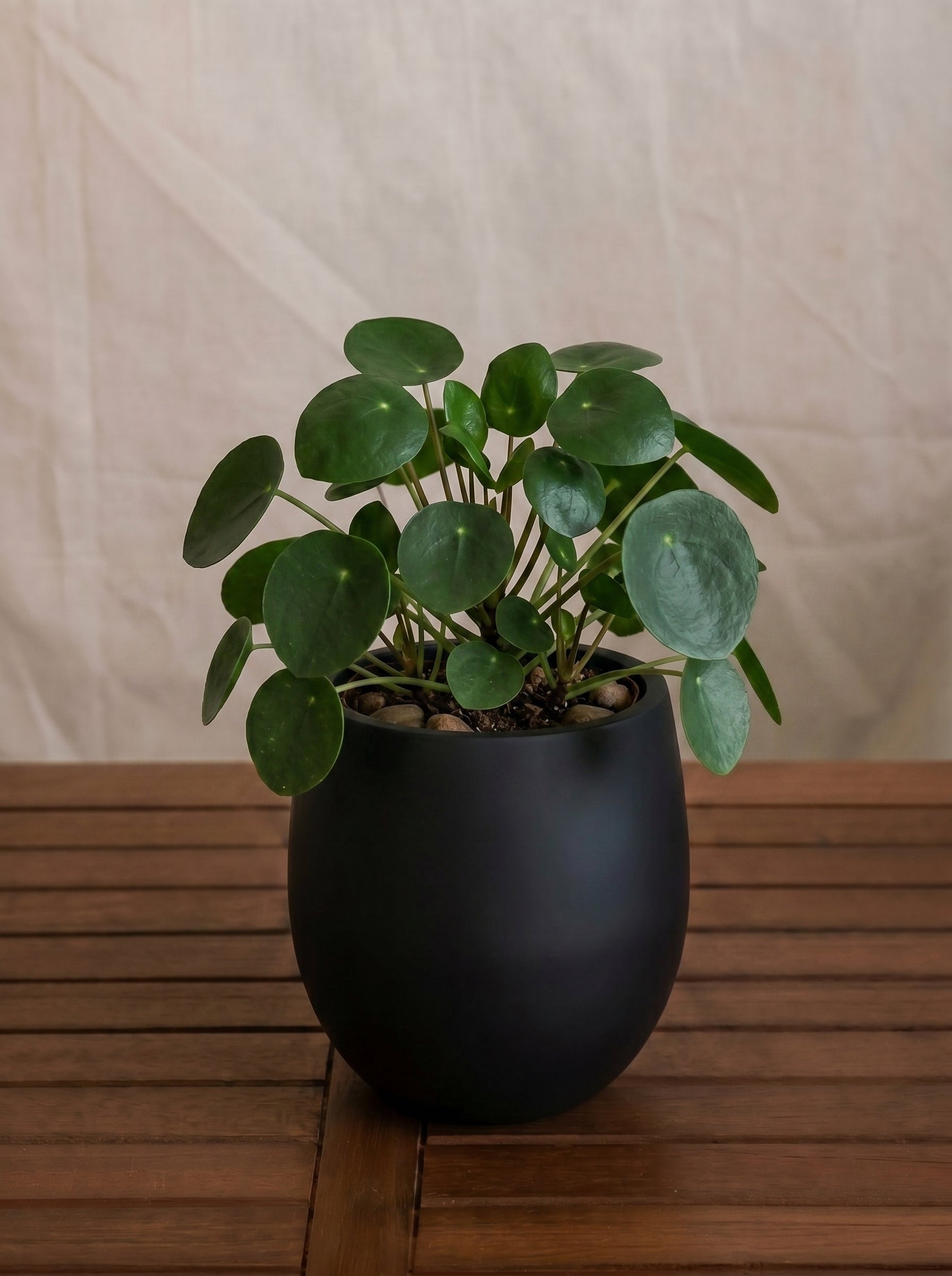 Argento Mini Balloon - Acacia Garden Center