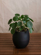 Argento Mini Balloon - Acacia Garden Center