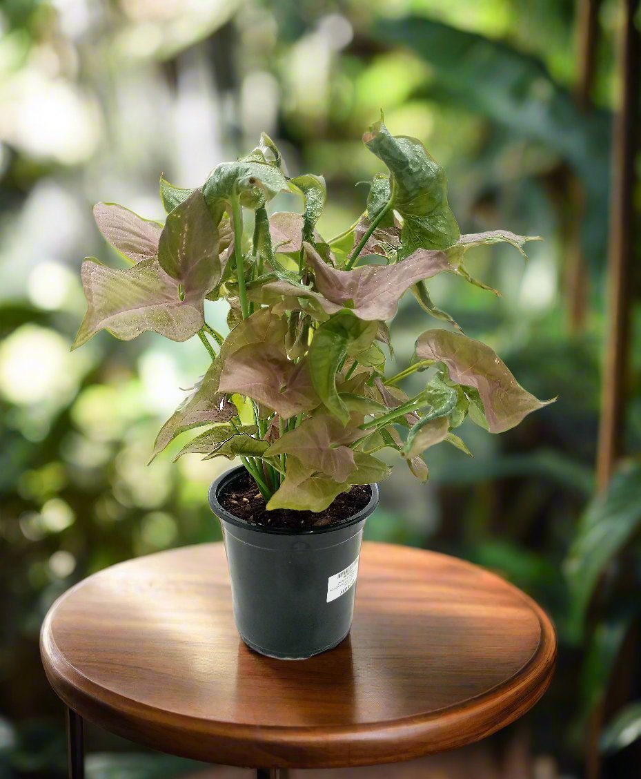 Arrowhead Plant (Syngonium podophyllum) | Bushy, 25–30 cm - Acacia Garden Center