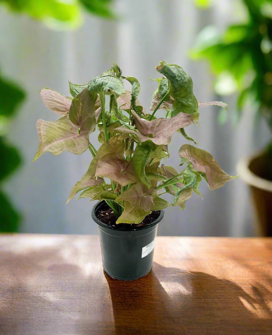 Arrowhead Plant (Syngonium podophyllum) | Bushy, 25–30 cm - Acacia Garden Center