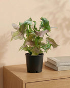 Arrowhead Plant (Syngonium podophyllum) | Bushy, 25–30 cm - Acacia Garden Center