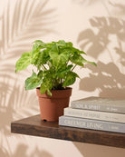 Arrowhead Plant (Syngonium podophyllum) | Starter, 15–20 cm - Acacia Garden Center