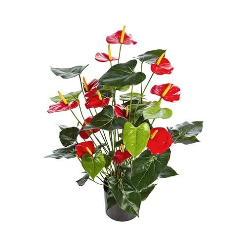 Artificial Anthurium (R019 - 1) 70cm (OAH) - Acacia Garden Center