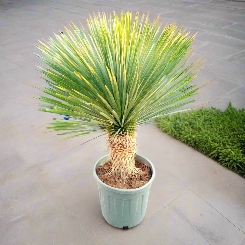 Succulent Yucca Rostrata Type H3, 10LP, 60-80CM