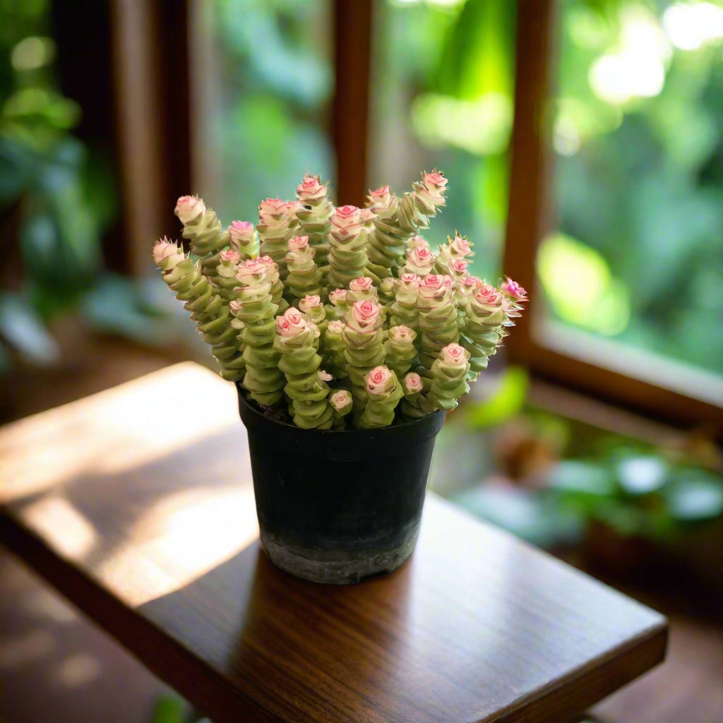 Succulent Crassula Ovata Type 1.5LP