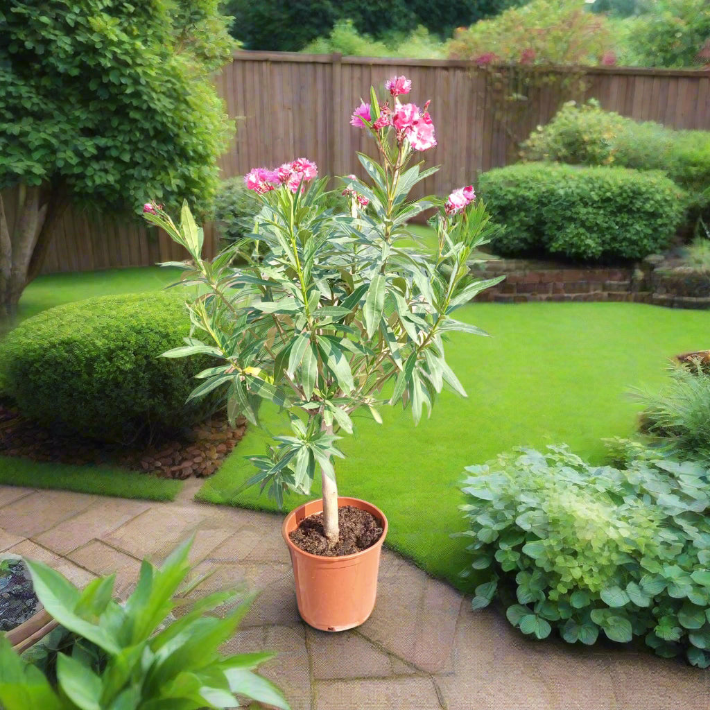 Shrub Nerium Oleander Petite Pink, 10LP, 80-100CM