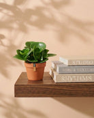 Baby Rubber Plant (Peperomia obtusifolia) | 5–10cm - Acacia Garden Center