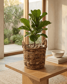 Basket Cylinder Abaca Brown - Acacia Garden Center