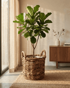 Basket Cylinder Abaca Brown - Acacia Garden Center