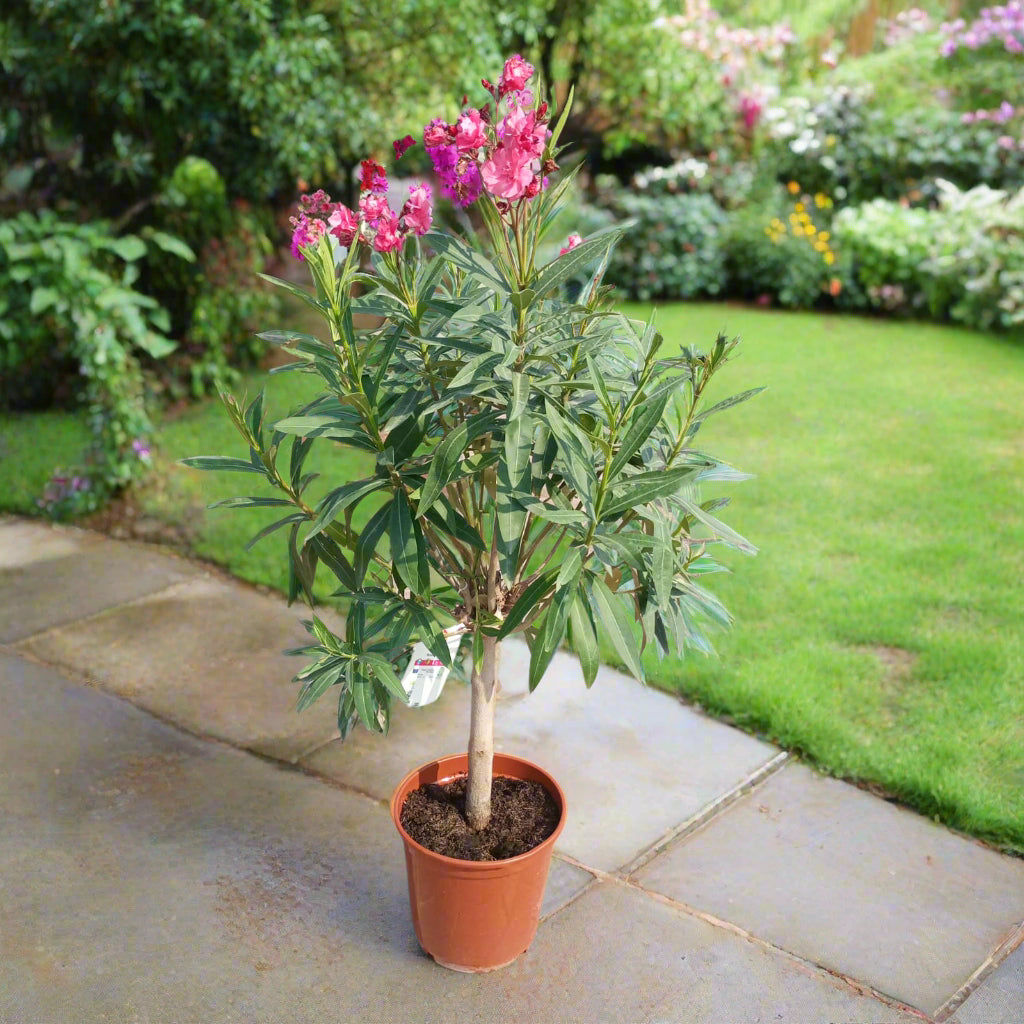 Shrub Nerium Oleander Petite Pink, 10LP, 80-100CM