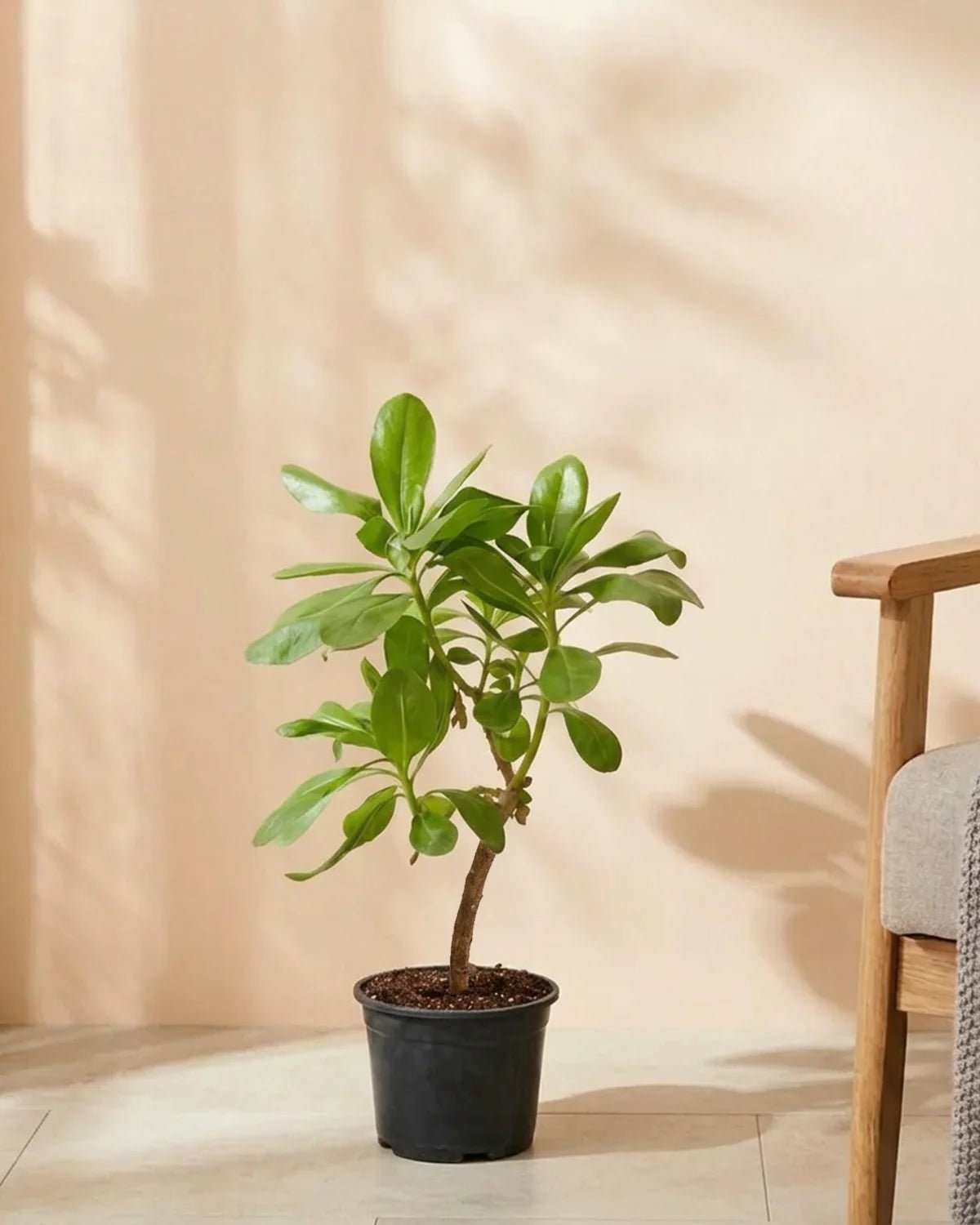 Beach Naupaka (Scaevola frutescens) | Coastal Shrub, 60–70 cm - Acacia Garden Center
