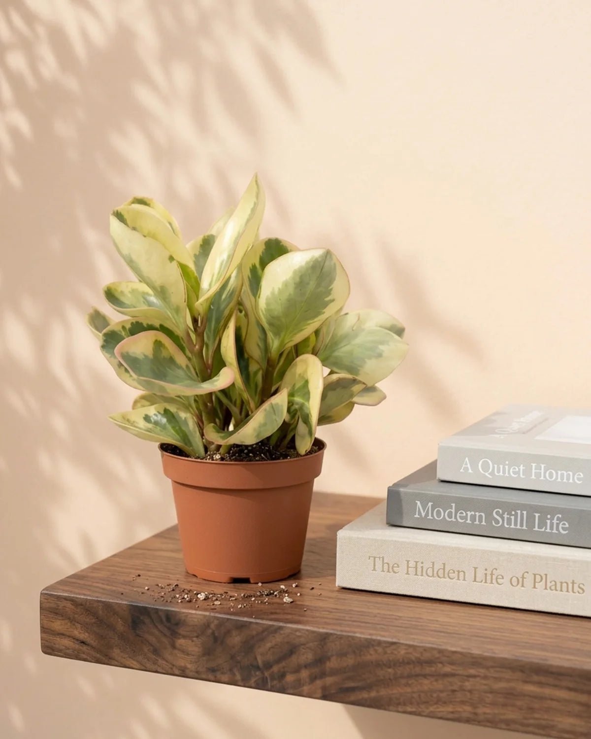 Beetle Peperomia (Peperomia angulata) | Starter, 10–15 cm - Acacia Garden Center