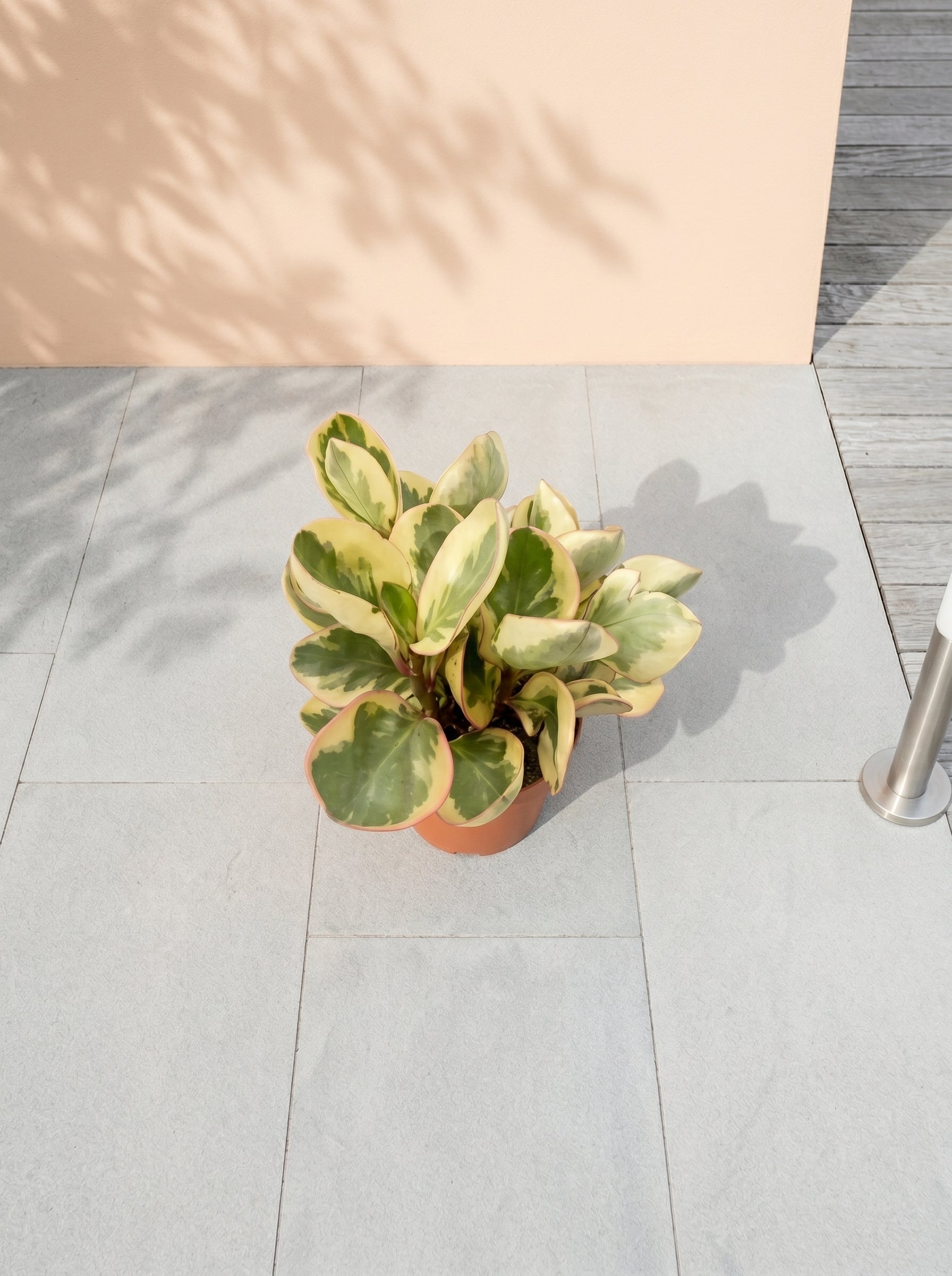 Beetle Peperomia (Peperomia angulata) | Starter, 10–15 cm - Acacia Garden Center