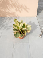 Beetle Peperomia (Peperomia angulata) | Starter, 10–15 cm - Acacia Garden Center