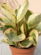 Beetle Peperomia (Peperomia angulata) | Starter, 10–15 cm - Acacia Garden Center