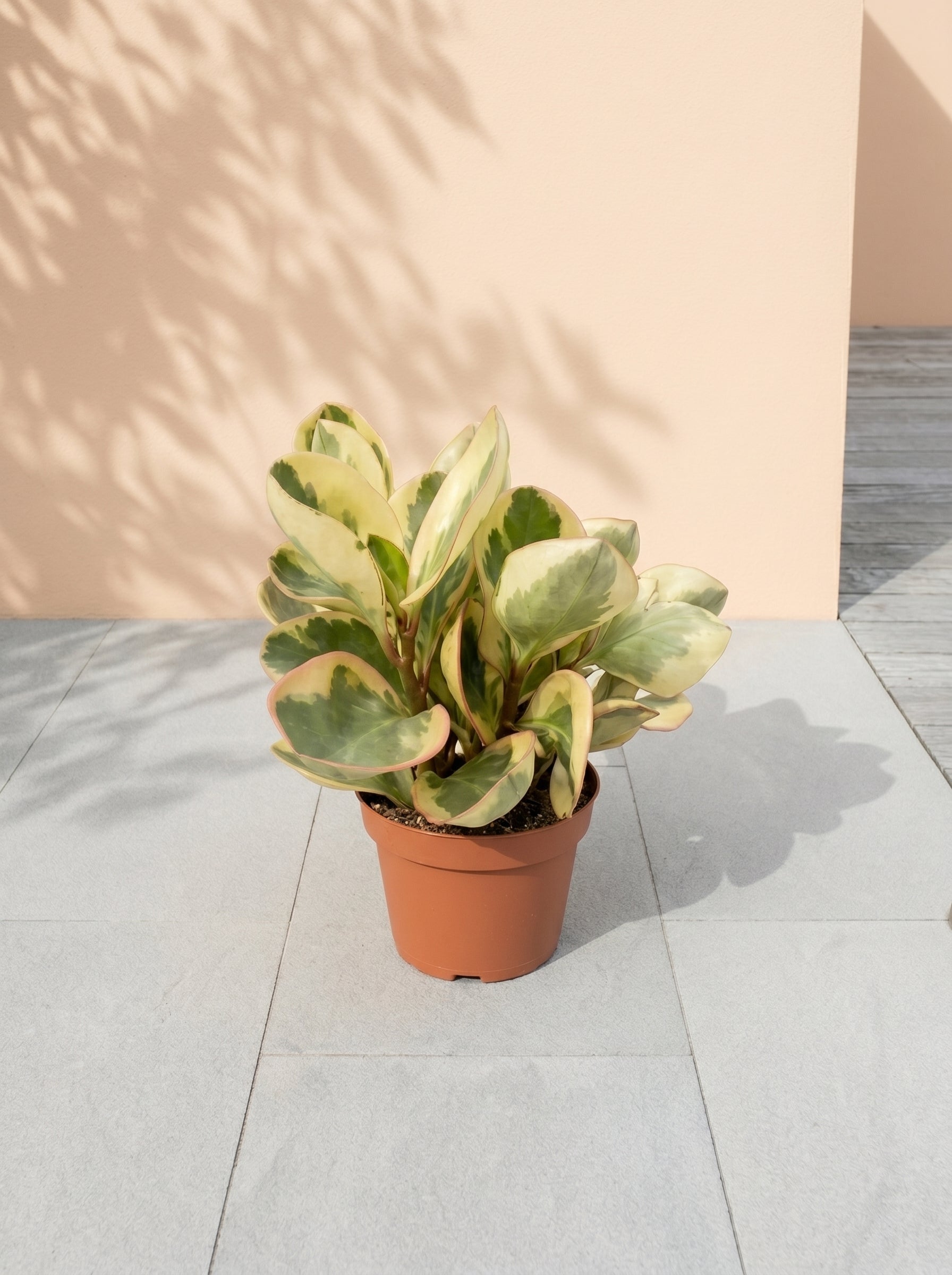 Beetle Peperomia (Peperomia angulata) | Starter, 10–15 cm - Acacia Garden Center