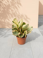 Beetle Peperomia (Peperomia angulata) | Starter, 10–15 cm - Acacia Garden Center