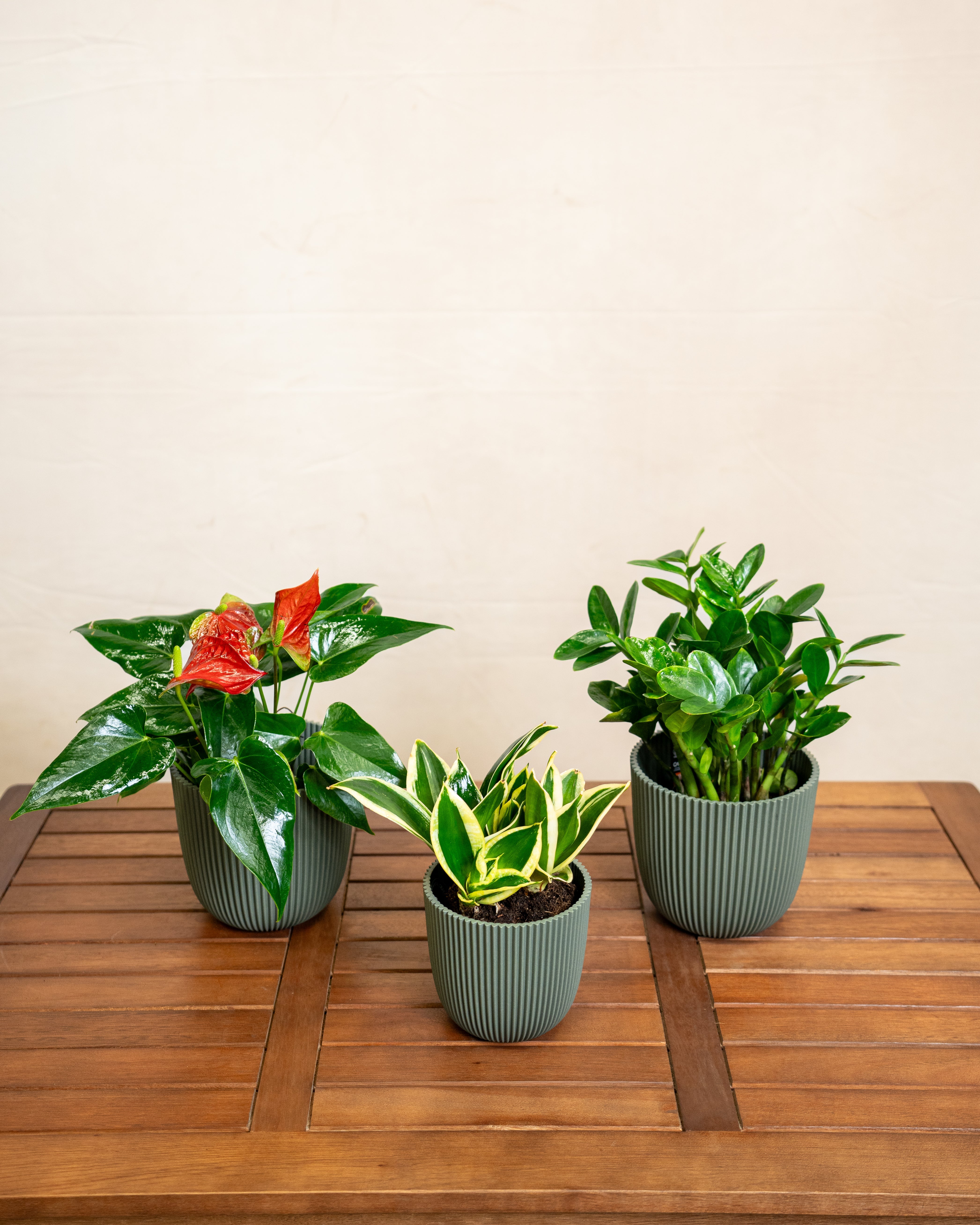 Beginner Friendly - Acacia Garden Center