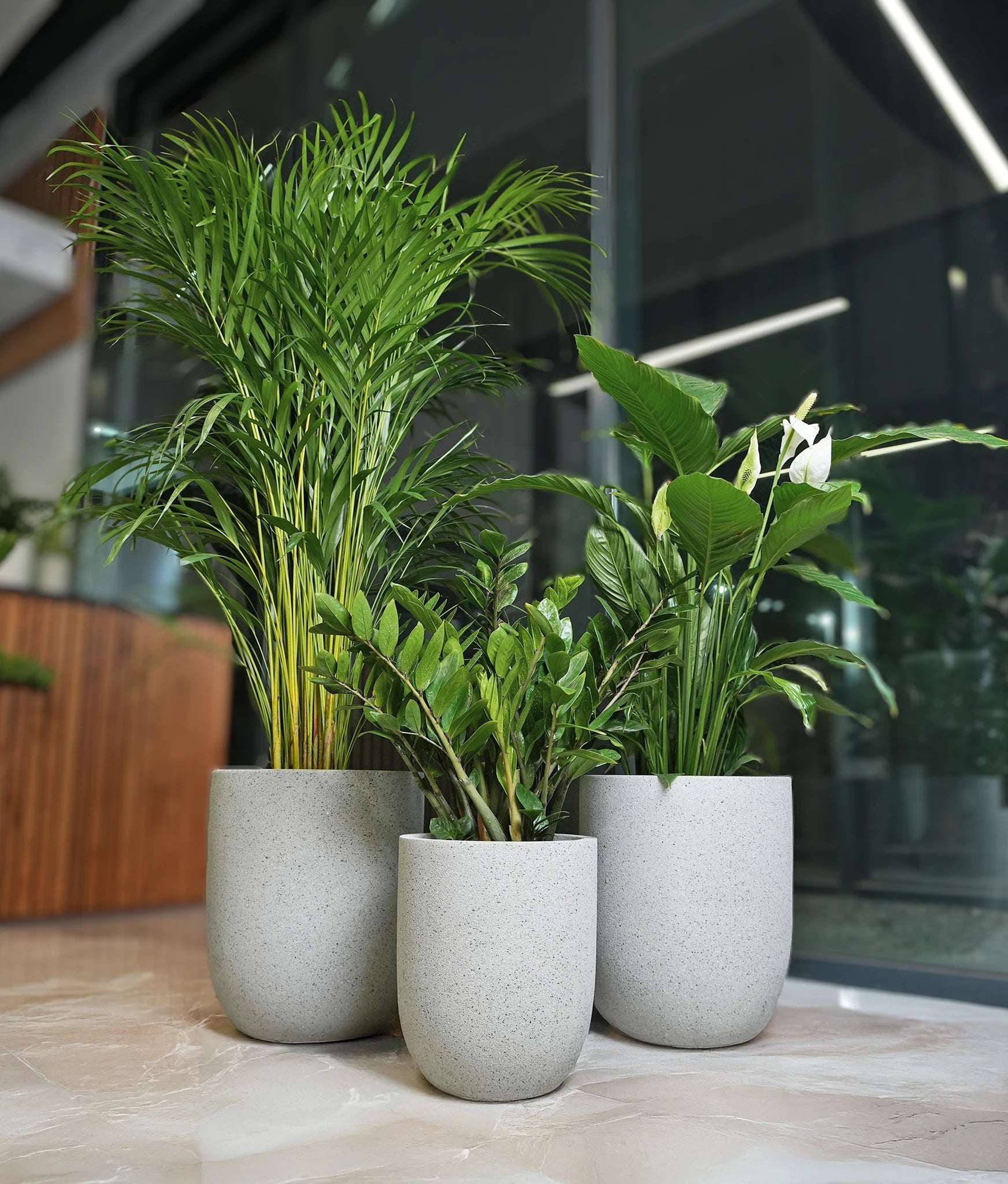 Beginner Friendly Bundle - Acacia Garden Center