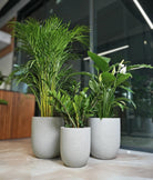 Beginner Friendly Bundle - Acacia Garden Center