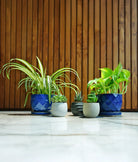 Beginner Friendly Mini Bundle - Acacia Garden Center