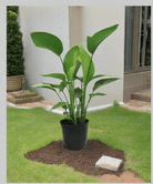 Bird of Paradise (Strelitzia Reginae) - Acacia Garden Center