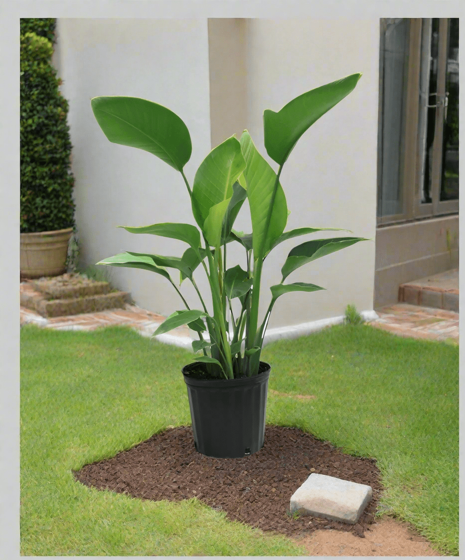 Bird of Paradise (Strelitzia Reginae) - Acacia Garden Center