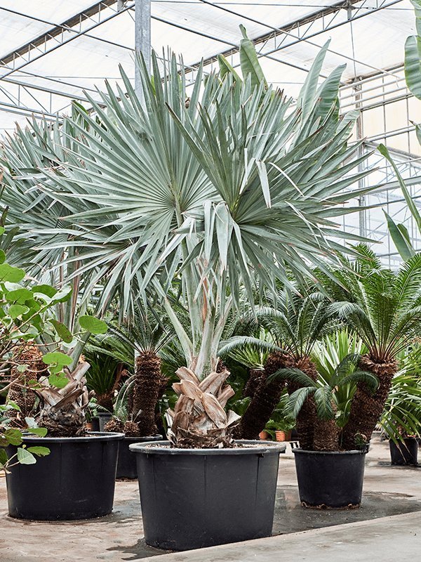 Bismarck Palm (Bismarckia nobilis) | 2.0–2.5 m, 70–80 cm Clear Trunk - Acacia Garden Center