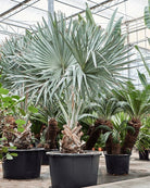 Bismarck Palm (Bismarckia nobilis) | 2.0–2.5 m, 70–80 cm Clear Trunk - Acacia Garden Center