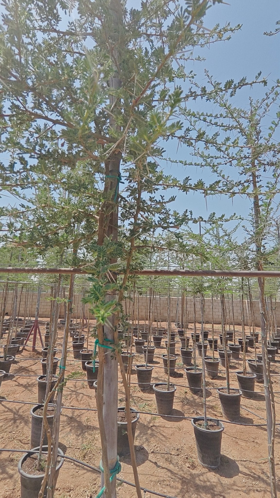 Blackthorn Acacia (Acacia mellifera) | 2.5–3.0 m, 16 cm Girth - Acacia Garden Center