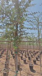 Blackthorn Acacia (Acacia mellifera) | 2.5–3.0 m, 16 cm Girth - Acacia Garden Center