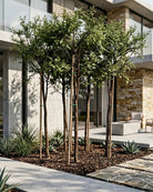 Blackthorn Acacia (Acacia mellifera) | 2.5–3.0 m, 16 cm Girth - Acacia Garden Center