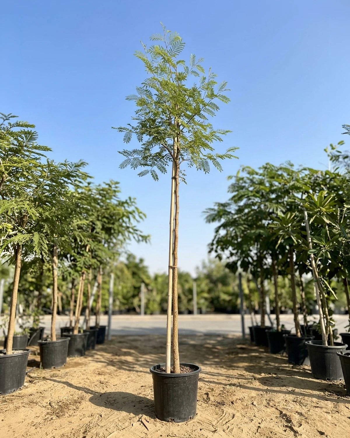 Blackthorn Acacia (Acacia mellifera) | 2.5–3.0 m, 16 cm Girth - Acacia Garden Center