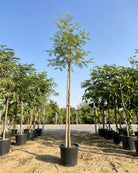 Blackthorn Acacia (Acacia mellifera) | 2.5–3.0 m, 16 cm Girth - Acacia Garden Center