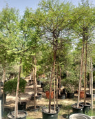 Blackthorn Acacia (Acacia mellifera) | 2.5–3.0 m, 16 cm Girth - Acacia Garden Center