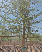 Blackthorn Acacia (Acacia mellifera) | 2.5–3.0 m, 16 cm Girth - Acacia Garden Center