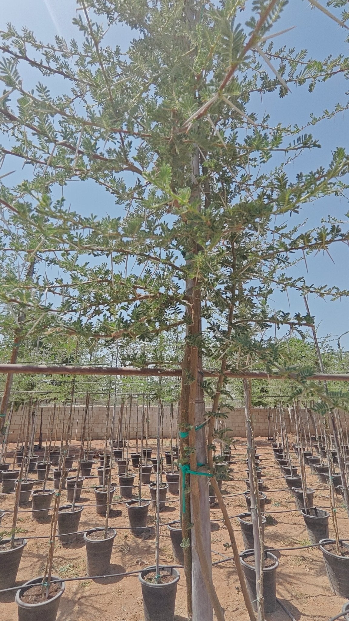 Blackthorn Acacia (Acacia mellifera) | 2.5–3.0 m, 16 cm Girth - Acacia Garden Center