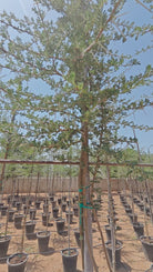 Blackthorn Acacia (Acacia mellifera) | 2.5–3.0 m, 16 cm Girth - Acacia Garden Center