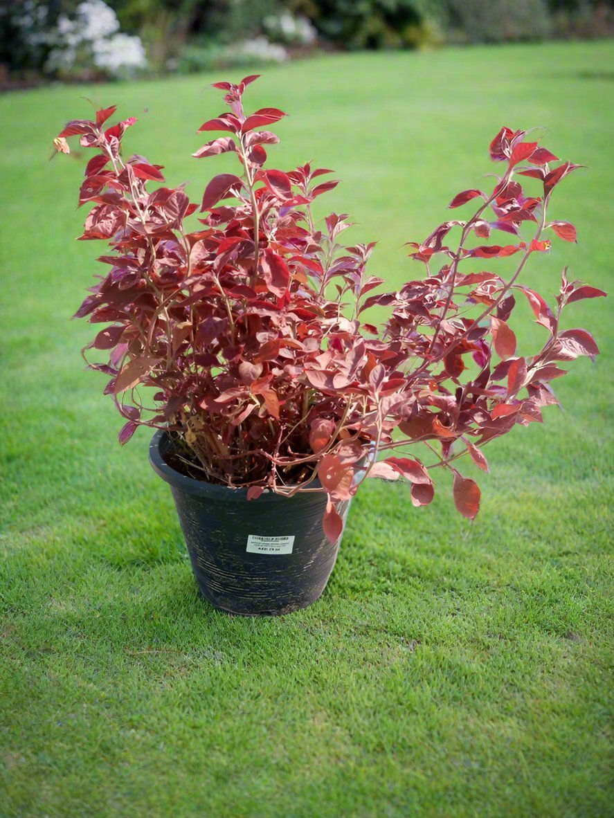 Bloodleaf (Iresine lindenii) | Ground Cover, 20–25 cm - Acacia Garden Center