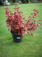 Bloodleaf (Iresine lindenii) | Ground Cover, 20–25 cm - Acacia Garden Center