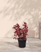 Bloodleaf (Iresine lindenii) | Ground Cover, 20–25 cm - Acacia Garden Center