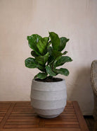 Bordo Balloon | Sphere Planter, Dia. 30–55 cm - Acacia Garden Center