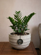 Bordo New Egg Pot Low | Premium Planter, Dia. 80–110 cm - Acacia Garden Center