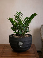 Bordo New Egg Pot Low | Premium Planter, Dia. 80–110 cm - Acacia Garden Center