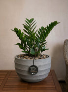 Bordo New Egg Pot Low | Premium Planter, Dia. 80–110 cm - Acacia Garden Center
