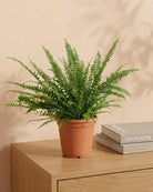 Boston Fern (Nephrolepis exaltata) Hanging 30 - 40cm - Acacia Garden Center