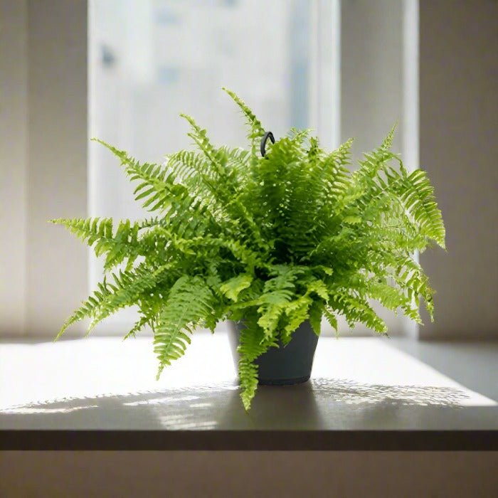 Boston Fern (Nephrolepis exaltata) Hanging 30 - 40cm - Acacia Garden Center