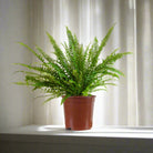 Boston Fern (Nephrolepis exaltata) Hanging 30 - 40cm - Acacia Garden Center